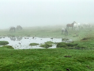 Ponies in the Mist