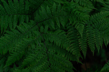 Naklejka na ściany i meble Natural environment pattern of fern leaves dense green grass in siberia forest