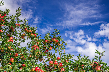 赤いりんごの木　シナノレッド