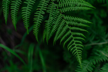 green fern leaf, dense grass in the siberia dark forest