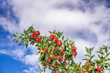 赤いりんごの木　シナノレッド
