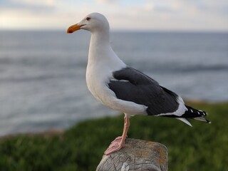 seagull on the beach