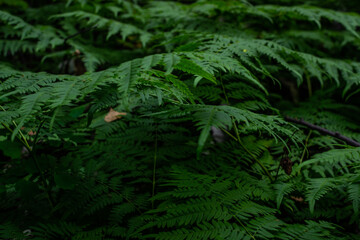 Naklejka na ściany i meble fern leaves dense light green grass in siberia forest, view sideways