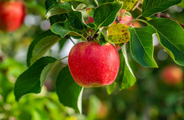 赤いりんごの実　シナノレッド