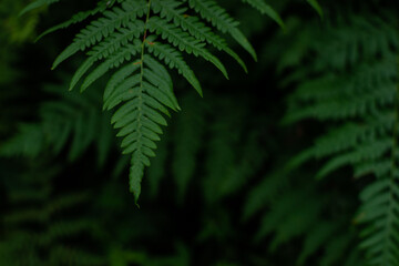 green fern leaf, dense grass in the dark forest
