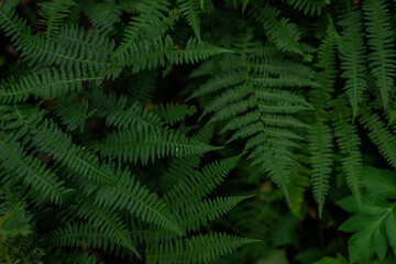 Fototapeta na wymiar dense green grass fern leaves in the siberia forest, texture