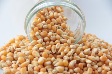 fresh and organic dried corn