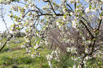 Almond flowers on blue sky