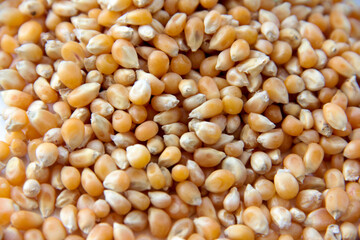 fresh and organic dried corn