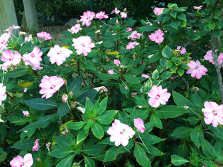 beautiful flowers in Hakone Gora Park, Japan
