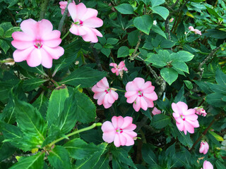 beautiful flowers in Hakone Gora Park, Japan