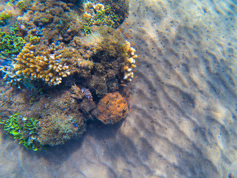 Coral reef and fishes underwater photo closeup. Tropical sea bottom view. Exotic island holiday banner template with text place. Diving or snorkeling activity. Coral reef and sea bottom sand top view