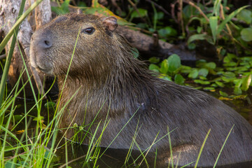 capybara carpincho in the wetlands between plants