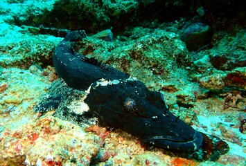 Black crocodile fish
