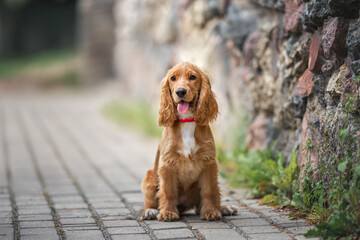 red english cocker spaniel puppy sitting outdoors by a wall - obrazy, fototapety, plakaty