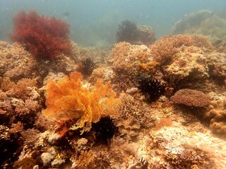 Fototapeta na wymiar Hard and soft coral reef landscape
