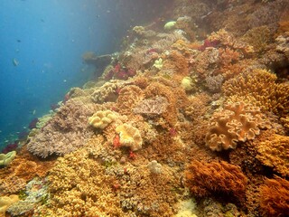 Fototapeta na wymiar Gorgeous soft coral reef scene