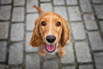 red cocker spaniel puppy looking up into the camera