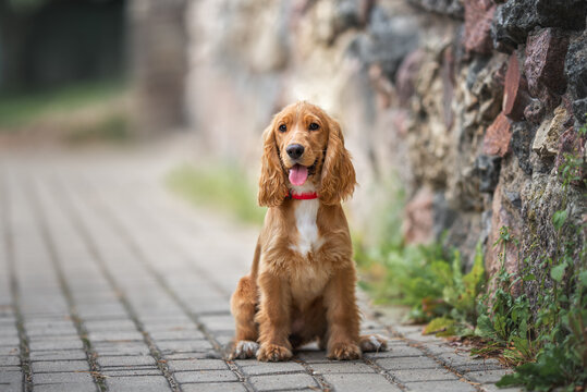 red english cocker spaniel puppy sitting outdoors by a wall