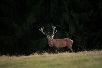 Red Deer on the meadow. Deer during rutting season. Deer patrol on the meadow. European wildlife nature