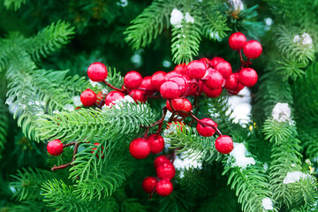 Red berries on green spruce branches covered with snow, christmas background