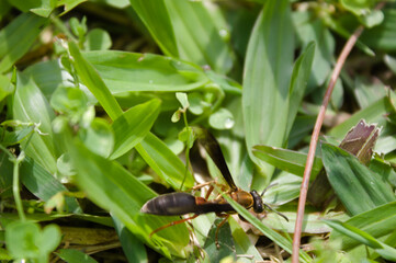 Wasp on the grass and in the garden of a house