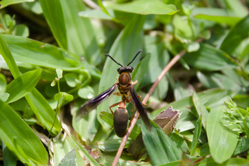 Wasp on the grass and in the garden of a house