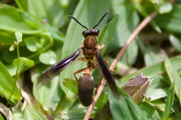 Wasp on the grass and in the garden of a house