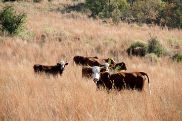 Cattle farming in the Northwest of South Africa, Dome-Area. Potchefstroom. Hereford breed.