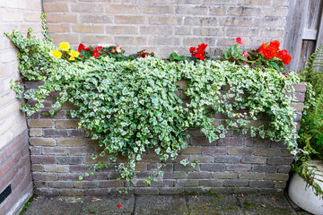 Flowerbed made of bricks with begonia flowers and hanging ivy in a city garden