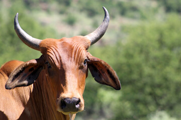 Africander cattle (also known as Afrikaner), were developed from the native Khoi-Khoi cattle of the Cape of Good Hope which are thought to have arisen from the longhorned Zebu and the Egyptian longhor