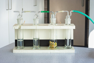 Experimental setup to demonstrate dissimilation in germinating peas. Scientific experiment, used in...