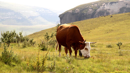 bull, cattle, color, cow, drakensberg, drakensbergmountains, grass, green, green-grass, horns, landscape, mountain, nature, nguni, photo, qwaqwa, rural, southafrica, wallart, fine-art,agri,farming,mea