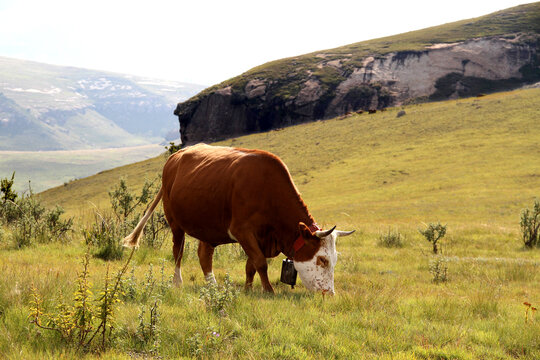 bull, cattle, color, cow, drakensberg, drakensbergmountains, grass, green, green-grass, horns, landscape, mountain, nature, nguni, photo, qwaqwa, rural, southafrica, wallart, fine-art,agri,farming,mea