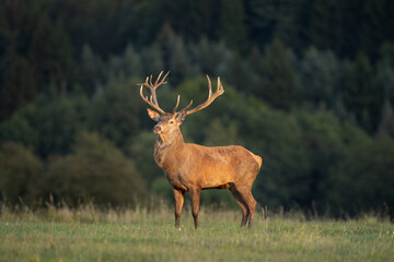 Red Deer on the meadow. Deer during rutting season. Deer patrol on the meadow. European wildlife nature