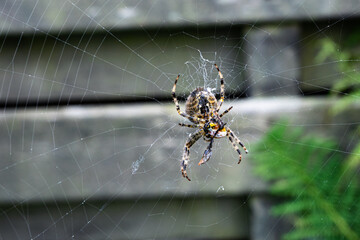 Large spider in a web that has encapsulated its prey and is about to eat it