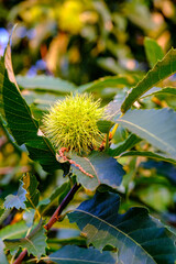 Sweet Chestnut Husk, ready to fall