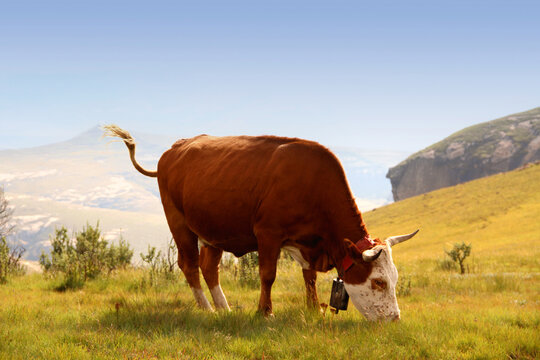 bull, cattle, color, cow, drakensberg, drakensbergmountains, grass, green, green-grass, horns, landscape, mountain, nature, nguni, photo, qwaqwa, rural, southafrica, wallart, fine-art,agri,farming,mea