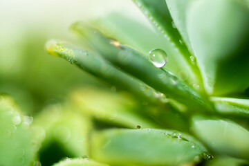 Macro of dew water drops on a plant. Close up.