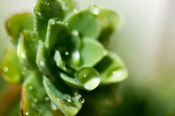Macro of dew water drops on a plant. Close up.
