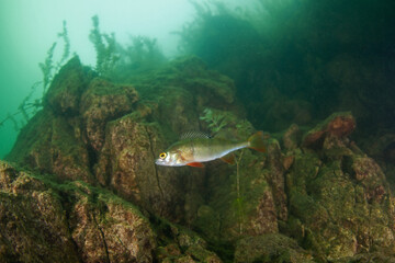 European perch swim in the water. Scuba diving among fish. Nice perch on the bottom. Perch in the lake. Scuba diving in the fresh water.