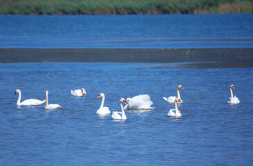 White swans swim on the river in springtime