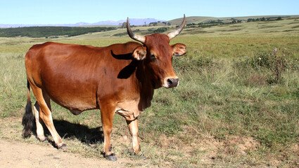 Fine-art, color landscape photo of cows on a dirt- road in QwaQwa, Eastern Free-State. Green and peaceful. Wall-Art,