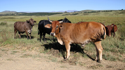 Fine-art, color landscape photo of cows on a dirt- road in QwaQwa, Eastern Free-State. Green and peaceful. Wall-Art,
