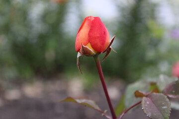 red rose in the garden