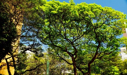 Fototapeta premium tree in the park