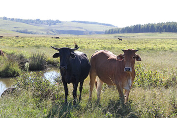 Color landscape photo of a Tuli cow with long horns,   other cattle near QwaQwa, Eastern Free State, SouthAfrica. Blue sky. Wall-Art