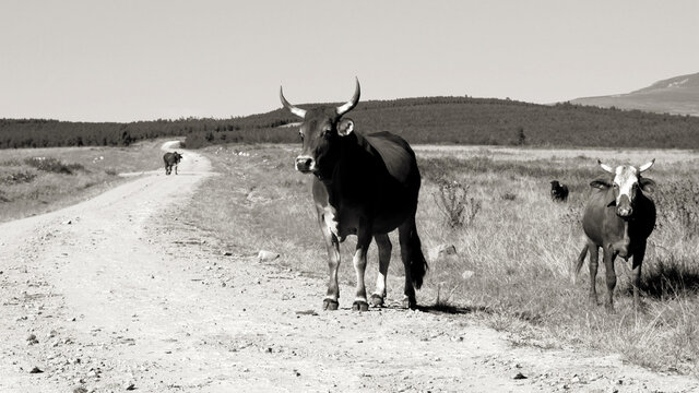Fine-art, black and white landscape photo of cows on a dirt- road in QwaQwa, Eastern Free-State. Green and peaceful. Wall-Art,