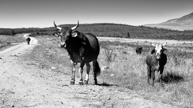 Fine-art, black and white landscape photo of cows on a dirt- road in QwaQwa, Eastern Free-State. Green and peaceful. Wall-Art,