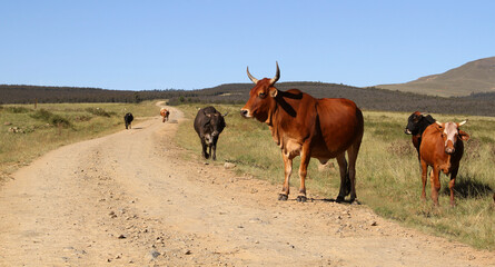 Colored landscape photo of a Tuli bull with long horns,   other cattle near QwaQwa, Eastern Free State, SouthAfrica. Blue sky. Wall-Art